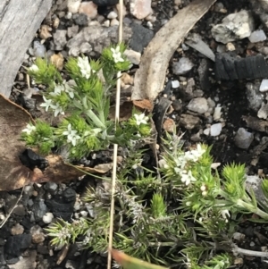 Asperula scoparia at Yaouk, NSW - 19 Nov 2022