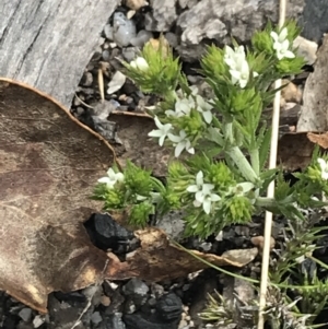 Asperula scoparia at Yaouk, NSW - 19 Nov 2022