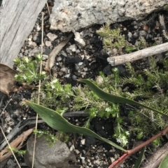 Asperula scoparia at Yaouk, NSW - 19 Nov 2022