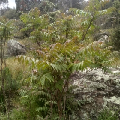 Ailanthus altissima (Tree-of-Heaven) at Cooma, NSW - 5 Dec 2022 by mahargiani