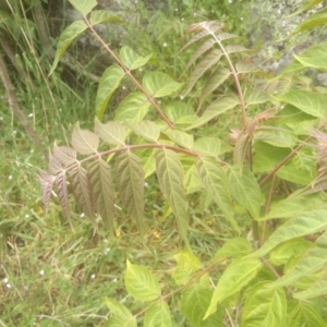 Ailanthus altissima at Cooma, NSW - 5 Dec 2022