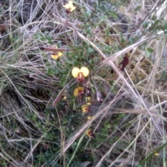 Bossiaea buxifolia (Matted Bossiaea) at Cooma, NSW - 5 Dec 2022 by mahargiani