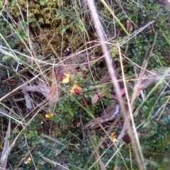 Bossiaea buxifolia at Cooma, NSW - 5 Dec 2022