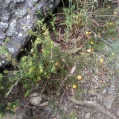 Bossiaea buxifolia at Cooma, NSW - 5 Dec 2022 02:32 PM