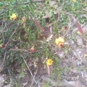 Bossiaea buxifolia at Cooma, NSW - 5 Dec 2022 02:32 PM