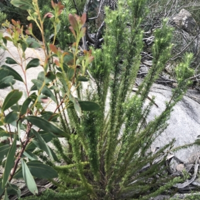 Cassinia aculeata subsp. aculeata (Dolly Bush, Common Cassinia, Dogwood) at Yaouk, NSW - 19 Nov 2022 by Tapirlord