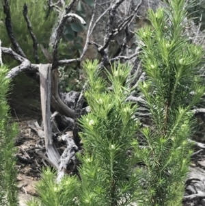 Cassinia aculeata subsp. aculeata at Yaouk, NSW - 19 Nov 2022