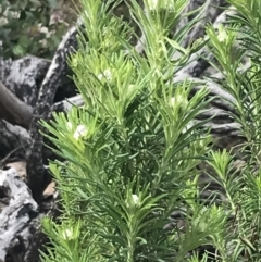 Cassinia aculeata subsp. aculeata at Yaouk, NSW - 19 Nov 2022 09:58 AM