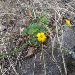 Oxalis sp. (Wood Sorrel) at Cooma, NSW - 5 Dec 2022 by mahargiani