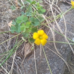 Oxalis sp. at Cooma, NSW - 5 Dec 2022