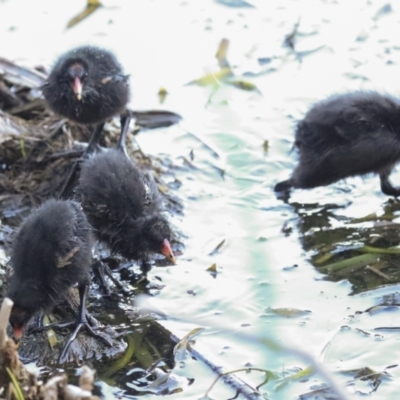 Gallinula tenebrosa (Dusky Moorhen) at Belconnen, ACT - 4 Dec 2022 by AlisonMilton