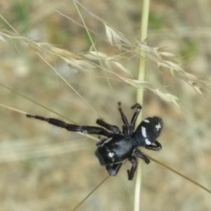 Sandalodes scopifer at Kambah, ACT - 5 Dec 2022 06:17 PM