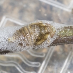 Bathyllus albicinctus (Spittlebug, Froghopper) at Higgins, ACT - 3 Dec 2022 by AlisonMilton