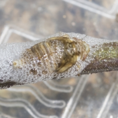 Bathyllus albicinctus (Spittlebug, Froghopper) at Higgins, ACT - 4 Dec 2022 by AlisonMilton