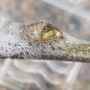 Bathyllus albicinctus at Higgins, ACT - 4 Dec 2022