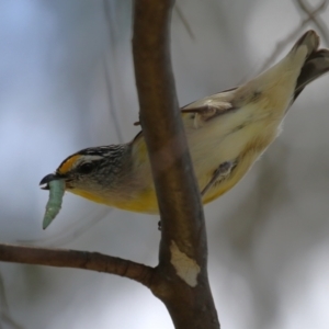 Pardalotus striatus at Jerrabomberra, ACT - 4 Dec 2022 12:51 PM