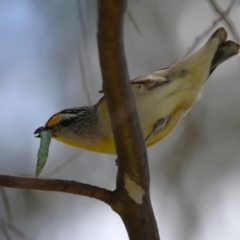 Pardalotus striatus at Jerrabomberra, ACT - 4 Dec 2022