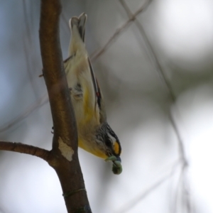 Pardalotus striatus at Jerrabomberra, ACT - 4 Dec 2022