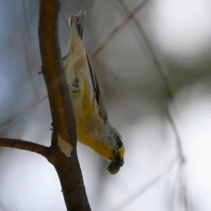 Pardalotus striatus at Jerrabomberra, ACT - 4 Dec 2022 12:51 PM