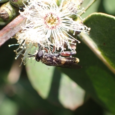 Chalcosyrphus elongatus (Long Antennae Hover Fly) at Murrumbateman, NSW - 30 Nov 2022 by SimoneC