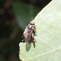 Chalcosyrphus elongatus at suppressed - 30 Nov 2022