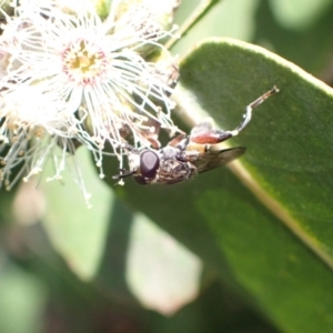 Chalcosyrphus elongatus at suppressed - 30 Nov 2022