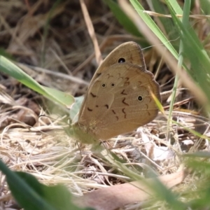 Heteronympha merope at Jerrabomberra, ACT - 4 Dec 2022