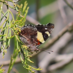 Vanessa itea (Yellow Admiral) at Mount Taylor - 3 Dec 2022 by MatthewFrawley