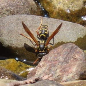 Polistes (Polistes) chinensis at Jerrabomberra, ACT - 4 Dec 2022 01:14 PM