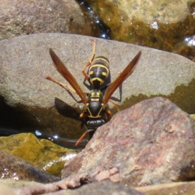 Polistes (Polistes) chinensis (Asian paper wasp) at Jerrabomberra, ACT - 4 Dec 2022 by RodDeb
