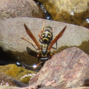 Polistes (Polistes) chinensis at Jerrabomberra, ACT - 4 Dec 2022 01:14 PM