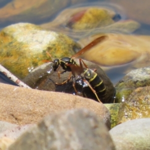 Polistes (Polistes) chinensis at Jerrabomberra, ACT - 4 Dec 2022 01:14 PM