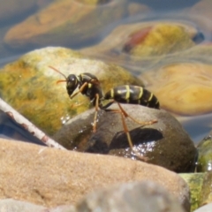 Polistes (Polistes) chinensis at Jerrabomberra, ACT - 4 Dec 2022 01:14 PM