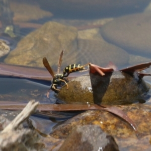 Polistes (Polistes) chinensis at Jerrabomberra, ACT - 4 Dec 2022 01:14 PM