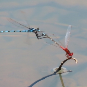 Xanthagrion erythroneurum at Symonston, ACT - 4 Dec 2022 12:51 PM