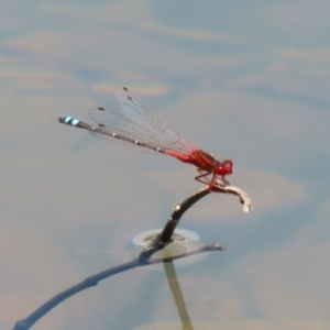 Xanthagrion erythroneurum at Symonston, ACT - 4 Dec 2022 12:51 PM