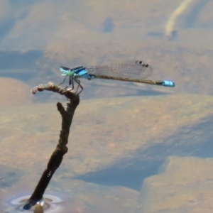 Ischnura heterosticta at Jerrabomberra, ACT - 4 Dec 2022