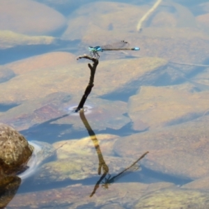 Ischnura heterosticta at Jerrabomberra, ACT - 4 Dec 2022