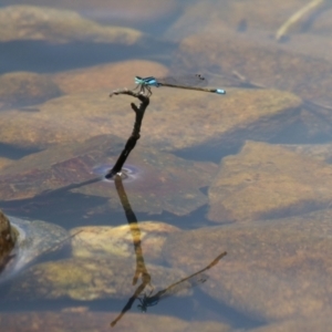 Ischnura heterosticta at Jerrabomberra, ACT - 4 Dec 2022