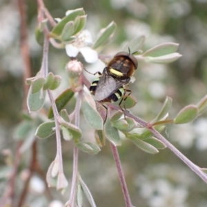 Odontomyia hunteri at Murrumbateman, NSW - 5 Dec 2022 05:08 PM