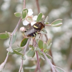 Odontomyia hunteri at Murrumbateman, NSW - 5 Dec 2022 05:08 PM