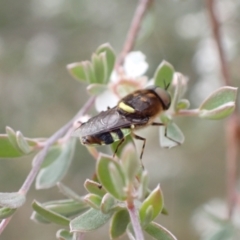 Odontomyia hunteri at Murrumbateman, NSW - 5 Dec 2022 05:08 PM