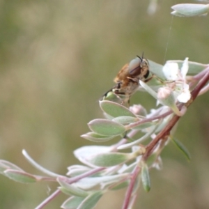 Odontomyia hunteri at Murrumbateman, NSW - 5 Dec 2022 05:08 PM