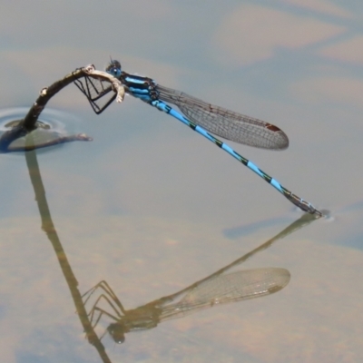 Austrolestes annulosus (Blue Ringtail) at Jerrabomberra, ACT - 4 Dec 2022 by RodDeb