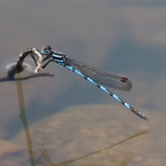 Austrolestes annulosus at Jerrabomberra, ACT - 4 Dec 2022 12:57 PM