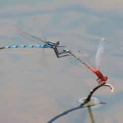 Austrolestes annulosus at Jerrabomberra, ACT - 4 Dec 2022