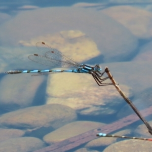 Austrolestes annulosus at Jerrabomberra, ACT - 4 Dec 2022