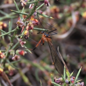 Harpobittacus australis at Lake George, NSW - 16 Oct 2022 10:46 AM