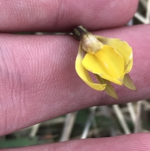 Diuris subalpina at Yaouk, NSW - suppressed