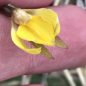 Diuris subalpina at Yaouk, NSW - suppressed